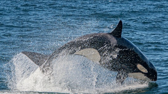 Φάλαινα όρκα σε επιστημονικό πείραμα μίμησης ομιλίας