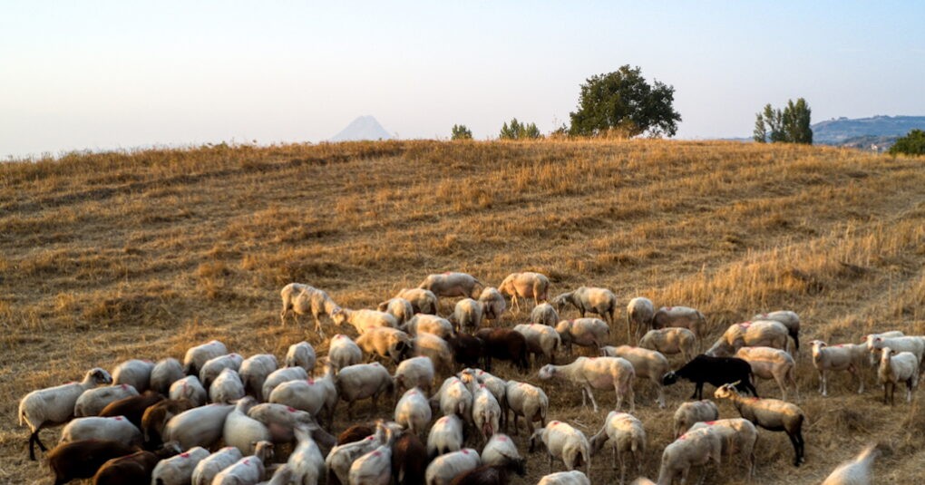 Κτηνοτροφική μονάδα με πρόβατα αφθώδης πυρετός Λέσβος