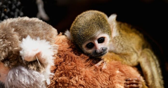 Ο μικρός μακάκος Παντς με το λούτρινο ουρακοτάγκο