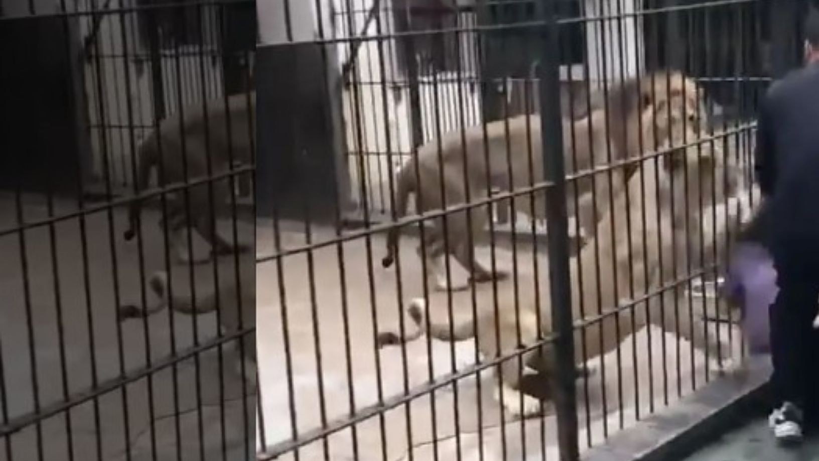 Επίθεση λιονταριών σε παιδί ζωολογικό κήπο Κίνας