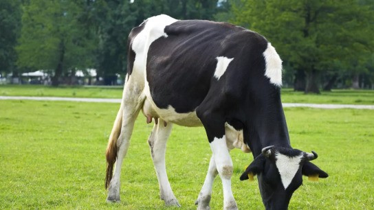 Αφθώδης πυρετός Λέσβος: Αποζημιώσεις και απολύμανση Μέτρα απολύμανσης λιμάνι Θεσσαλονίκης αφθώδης πυρετός