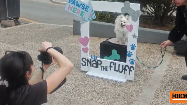 Δωρεάν φωτογράφιση κατοικιδίων πλατεία Βαρνάβα Παγκράτι