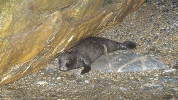 φώκιες μονάχους κοιμούνται σε θαλάσσια σπηλιά Ελλάδα