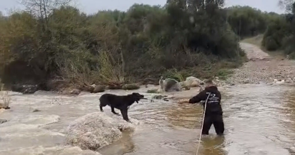 Διάσωση τσοπανόσκυλων από ποταμό στη Χαλκιδική