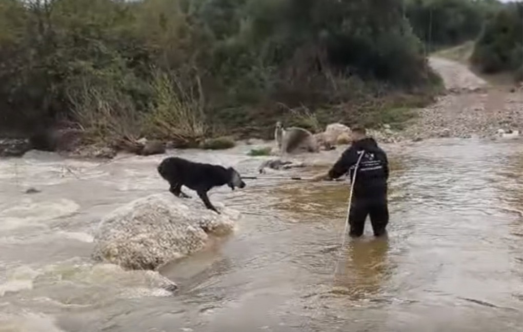 Διάσωση τσοπανόσκυλων από ποταμό στη Χαλκιδική