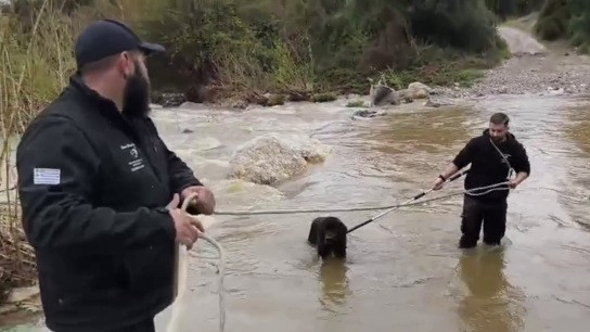 Διάσωση τσοπανόσκυλων από ποταμό στη Χαλκιδική