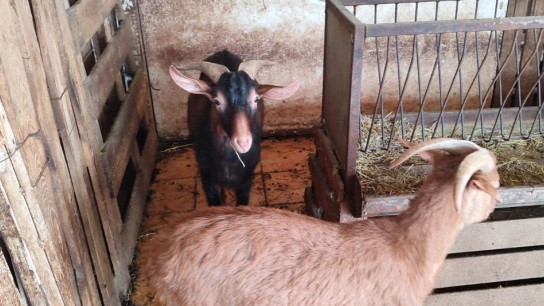 Παράνομο μαντρί ταράτσα Αμπελόκηποι ΕΦΕΤ κτίριο