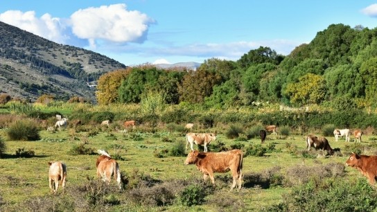 Αφθώδης πυρετός εκτροφές αιγοπροβάτων Λέσβος